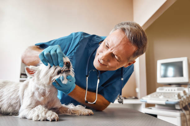 Best Emergency X-Rays and Diagnostics in Kaibito, AZ